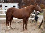 Adopt Journey a Quarterhorse