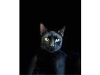 Adopt Hocus Pocus a Domestic Short Hair