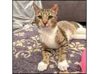 Adopt Tigger a Domestic Short Hair, Tabby