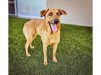 Adopt CHAI a German Shepherd Dog, Labrador Retriever