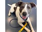 Adopt Diamond a Labrador Retriever, Pit Bull Terrier