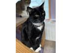 Adopt Shadow Jones a Domestic Short Hair