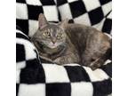 Adopt Tabitha a Domestic Short Hair