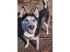 Adopt Lilac a Siberian Husky