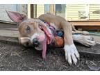 Adopt Lady Nala a American Staffordshire Terrier, Pit Bull Terrier