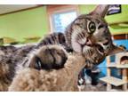 Adopt Diamond a American Shorthair