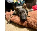 Adopt Mallory a German Shepherd Dog, Belgian Shepherd / Malinois