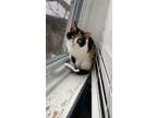 Adopt Flora a Domestic Short Hair