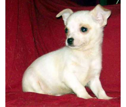quality akc chihuahua pups...Multi champion sire and dam is a Female Chihuahua Puppy For Sale in Steubenville OH