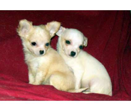 quality akc chihuahua pups...Multi champion sire and dam is a Female Chihuahua Puppy For Sale in Steubenville OH