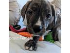 Adopt Brussel Sprout a Mastiff, Pit Bull Terrier