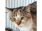 Adopt Casey a Domestic Short Hair