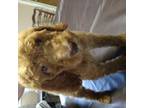 Goldendoodle Puppy for sale in Godley, TX, USA