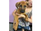 Adopt 55374095 a German Shepherd Dog, Mixed Breed