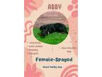 Adopt Abby a Cattle Dog