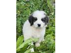 Adopt Ariel a Great Pyrenees