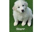 Adopt Starr a Great Pyrenees