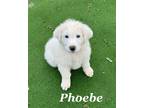 Adopt Phoebe a Great Pyrenees