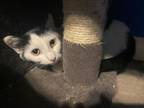 Adopt Lilo *Shy Cat* a American Shorthair