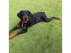 Adopt Swift a Doberman Pinscher