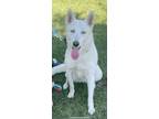 Adopt Lucy a White German Shepherd