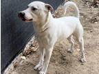 Adopt Holly a Labrador Retriever