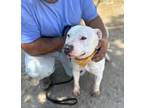 Adopt Vail a Pit Bull Terrier