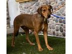 Adopt Ember & Bailey a Redbone Coonhound, Shepherd