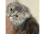 Adopt Belle a Persian