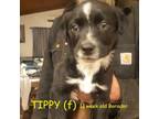 Adopt TIPPY a Border Collie, Labrador Retriever