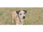 Adopt Chala a Australian Cattle Dog / Blue Heeler