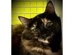 Adopt Mountain Ringlet a Norwegian Forest Cat, Domestic Medium Hair