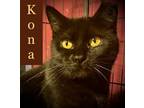 Adopt Kona a Domestic Short Hair