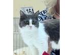 Adopt Teva a Domestic Short Hair