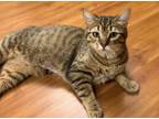 Adopt Amber a Domestic Short Hair, Bengal