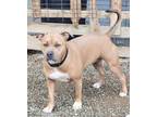 Adopt Nawla a Pit Bull Terrier