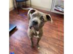 Adopt Magnolia (Mae) a Cane Corso, Pit Bull Terrier