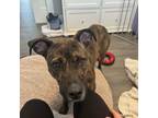 Adopt Carmella a Pit Bull Terrier