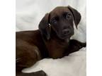 Adopt Nose Marie (Hound Pup) a Hound, Coonhound