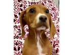 Adopt Maggie (Hound Pup) a Hound, Coonhound