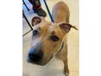 Adopt Baby H AKA Little Mama a Labrador Retriever, Pit Bull Terrier