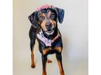 Adopt Valentina a Doberman Pinscher