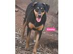 Adopt Kimmy a Black and Tan Coonhound, Hound