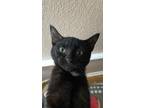 Adopt Saylor a Domestic Short Hair