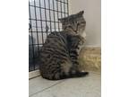 Adopt Mustang Sally a Domestic Short Hair