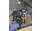 Adopt Muneca a American Staffordshire Terrier