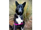 Adopt Xena a German Shepherd Dog, Australian Cattle Dog / Blue Heeler