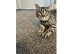 Adopt Harper a American Shorthair