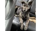 Adopt Lara a Dutch Shepherd, German Shepherd Dog