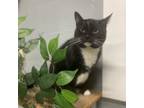 Adopt Precious (11) a Domestic Short Hair